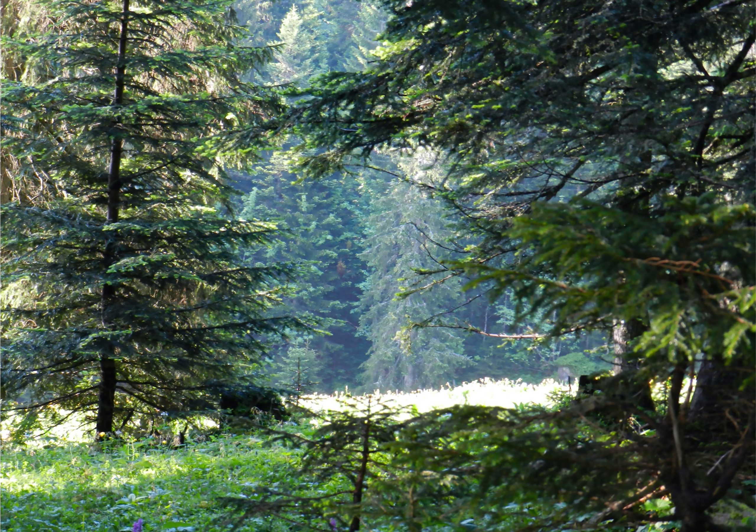 Forêt