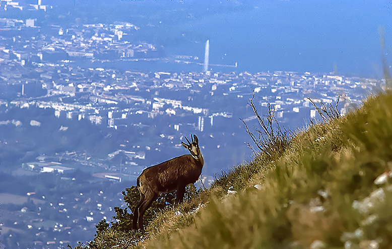 chamois