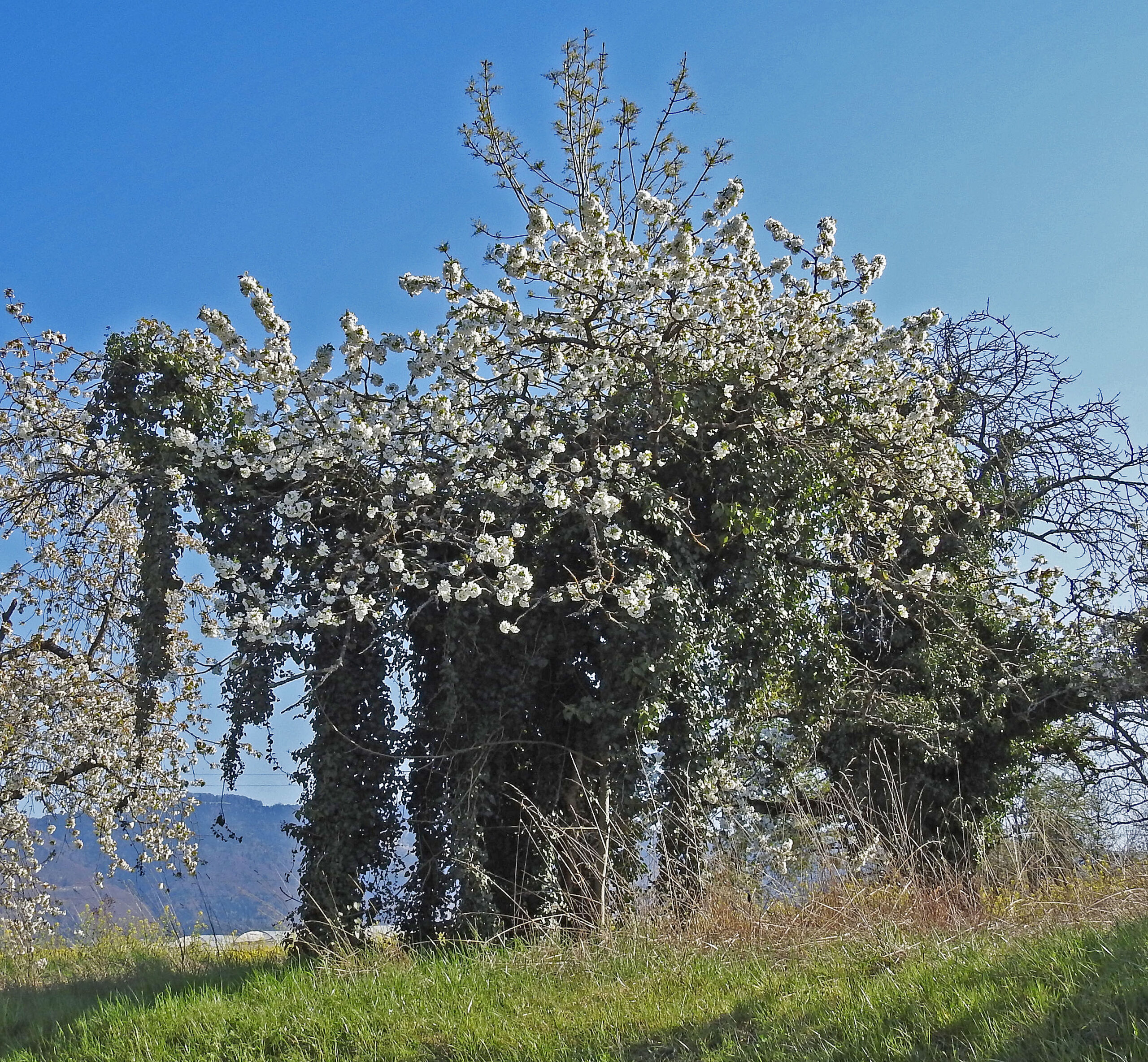 cerieleph