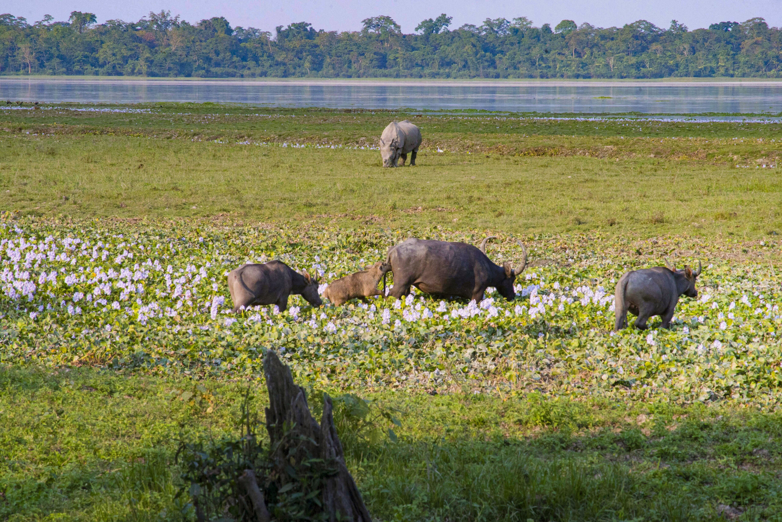 January 1, 2015 – Kaziranga, Assam – 14 Nov 2016 – Kaziranga National Park – INDIA..Asian Wild Buffalos in the Wild at the Kaziranga National Park in Assam , INDIA. (Credit Image: © Subhash Sharma via ZUMA Wire)